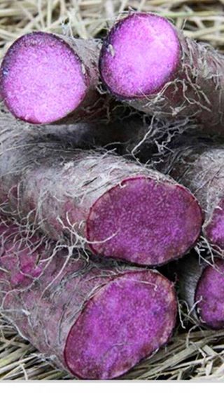 TRỊ BỆNH GÚT MÃN TÍNH TRỊ BỆNH GÚT MÃN TÍNH
